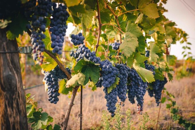 Vesuvio Winery Wine Tasting - Frequently Asked Questions
