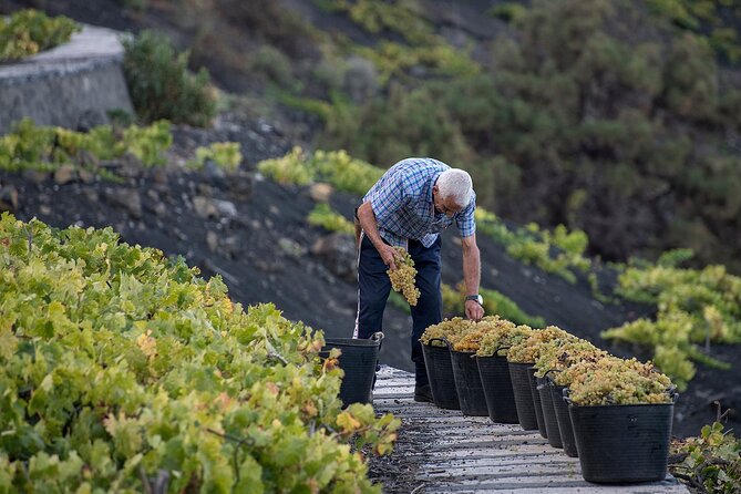 Visit Bodegas Teneguía Winery in La Palma With Wine Tasting - Meeting Point and Activity Duration