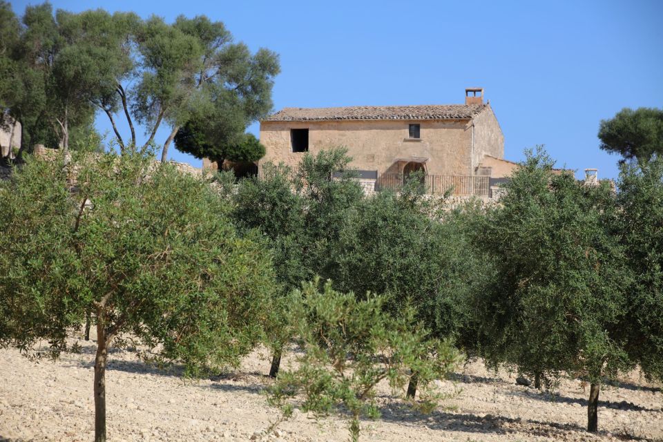 Visit of the Olive Grove, Olive Oil Tasting and Snack - Olive Oil Tasting