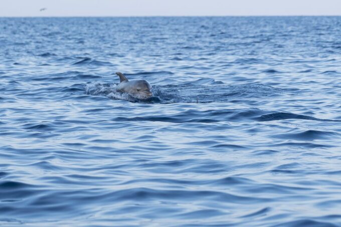 Vrsar: Dolphin Sunrise Adventure With Speedboat - Accessibility and Group Size