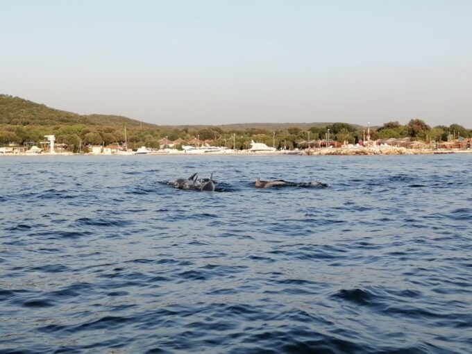 Vrsar: Dolphin-Watching Sunset Adventure With Speedboat - Responsible Dolphin Observation