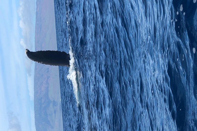 Whale Watching Experience - Booking and Rescheduling Options