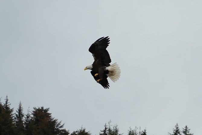 Whale-Watching, Icy Point, Hoonah , Whales, Orca, Killer-Whales. - Cancellation Policy