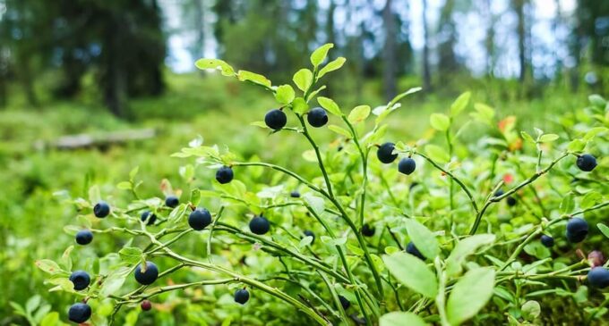 Wild Forest Mushrooms and Berries Picking Tour - Frequently Asked Questions
