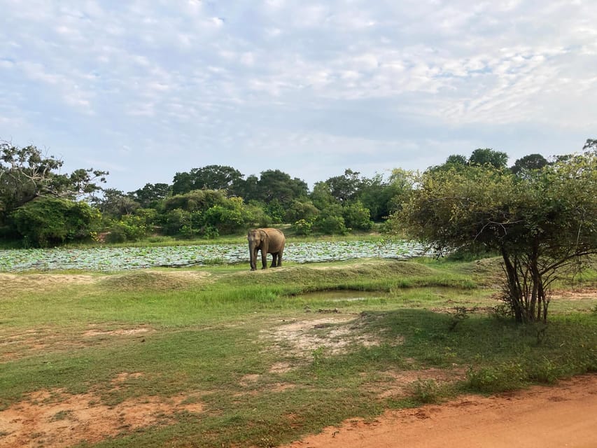 Wilpattu National Park:Full-Day Jeep Safari From Trincomalee - Safety Guidelines