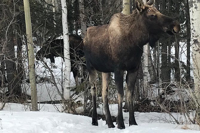Winter - Wildlife & Turnagain Arm Tour - Guide Experience