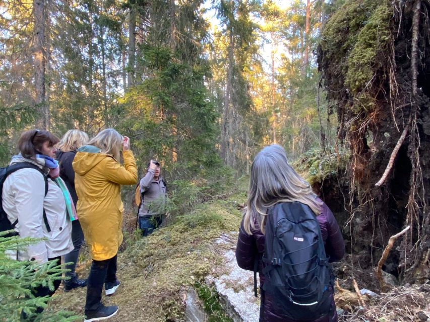 Wolf and Wildlife Tracking in Sweden - Safety and Precautions