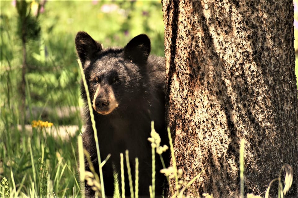 Yellowstone Wildlife Tours: From West Yellowstone Montana - Seasonal Tour Options