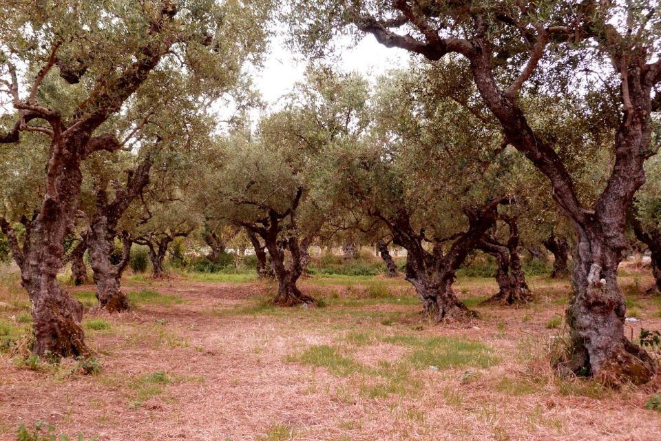 Zakynthos: Private Tour With Wine & Olive Oil Tasting - Cancellation Policy