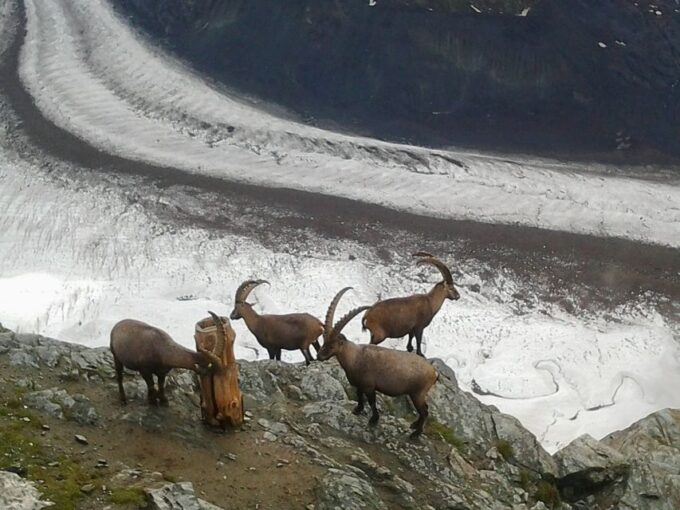 Zermatt: Village Walk and Mt. Gornergrat Private Tour - Travel Tips for Zermatt