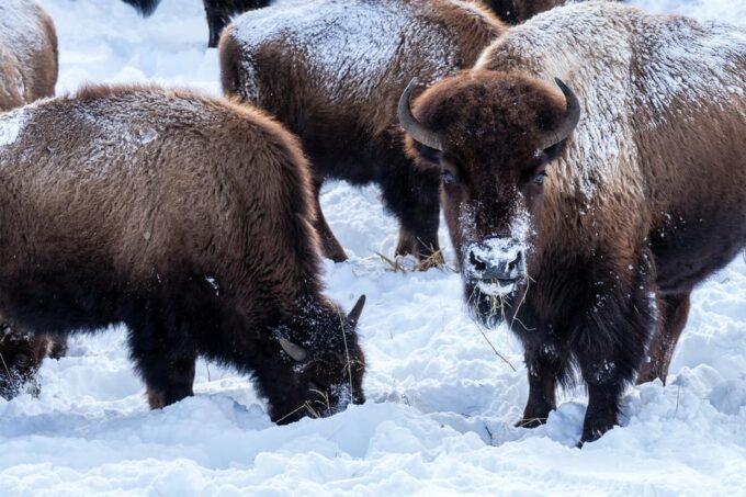 3 Day Wildlife Photography Tour in Yellowstone National Park - Frequently Asked Questions