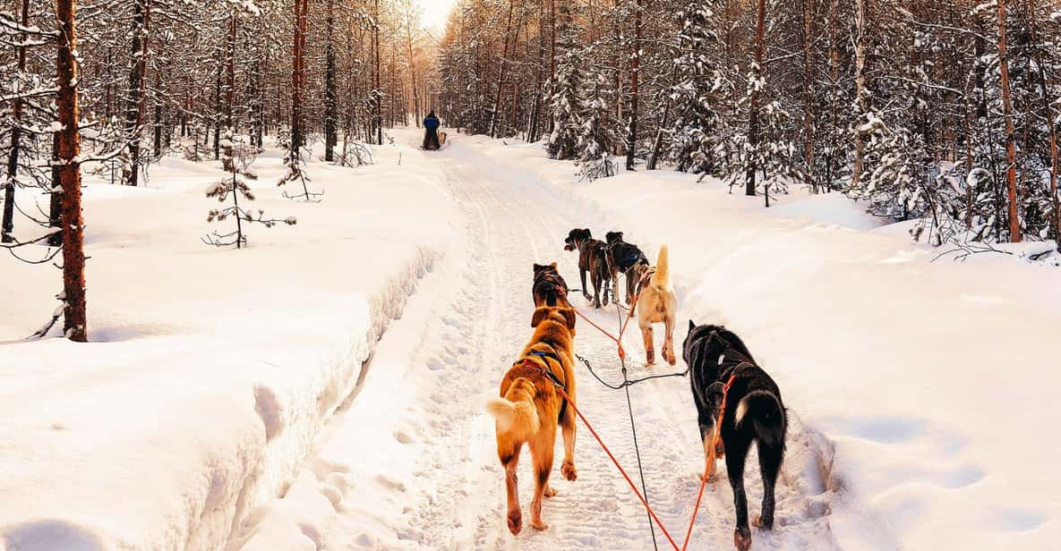 4hr Dog Sledding Trip on Finnmarksvidda - Booking and Additional Information