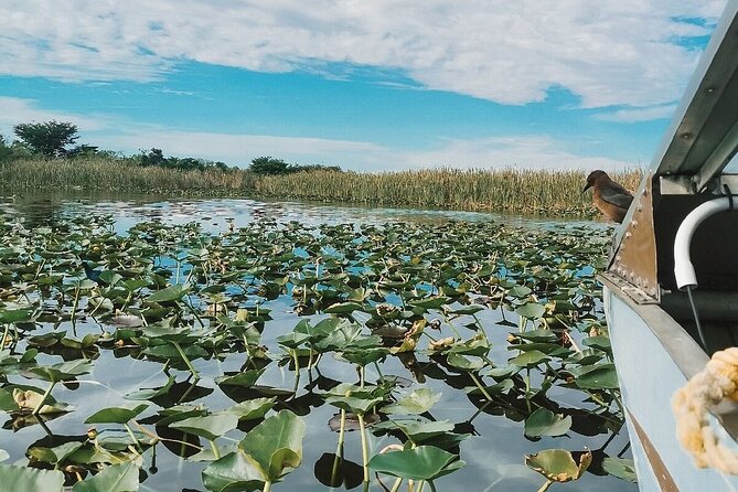 60 Min. Everglades Airboat Ride & Pick-Up ,Small Group +Pro Guide - Tips for a Great Experience