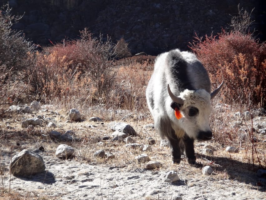 9 Night 10 Days Langtang Valley Trekking - What to Expect