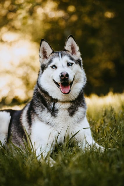 Adventure Tours With Dogs in Beskid Wyspowy - Hike - Frequently Asked Questions