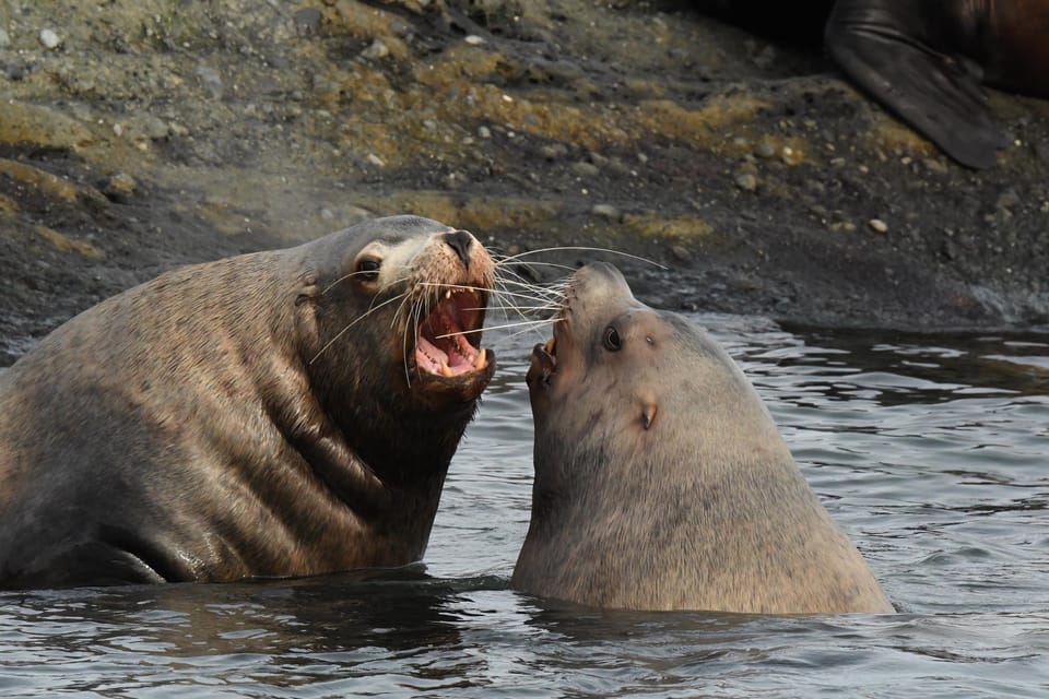 Anacortes: Whale Watching Adventure Tour - Directions to Check-In