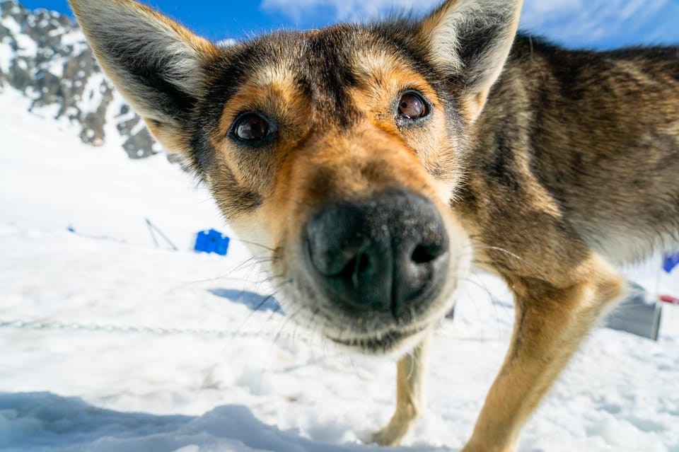 Anchorage Area: Helicopter and Glacier Dogsled Tour - Booking and Cancellation Policies