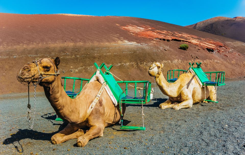 Arrecife: Timanfaya and Green Lagoon for Cruise Passengers - Customer Ratings and Feedback