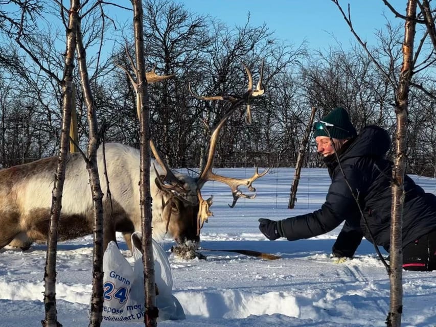 Authentic Sami Reindeer Herding Adventure in Arctic Norway - What to Expect