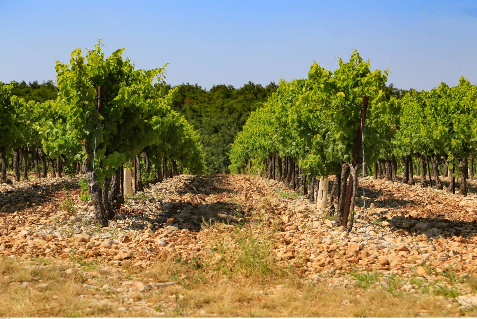 Avignon: Full-Day Wine Tour Around Châteauneuf-Du-Pape - Exploring Châteauneuf-du-Pape