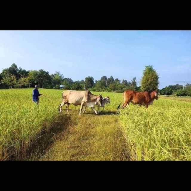 Bamboo Train Rice Field Killing Cave Bat Cave &Sun Set - Important Tour Guidelines