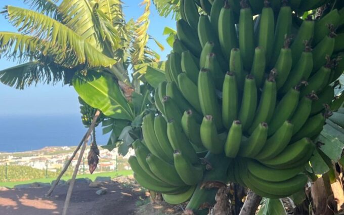 Banana, Wines & Rum Taste - Premium Tour in Gran Canaria - Frequently Asked Questions
