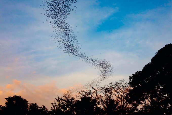 Battambang Private Full-Day Tour From Siem Reap - Explore Battambangs Charm