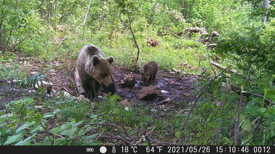 Bear Watching Slovenia With Ranger and Local Guide - Booking Information