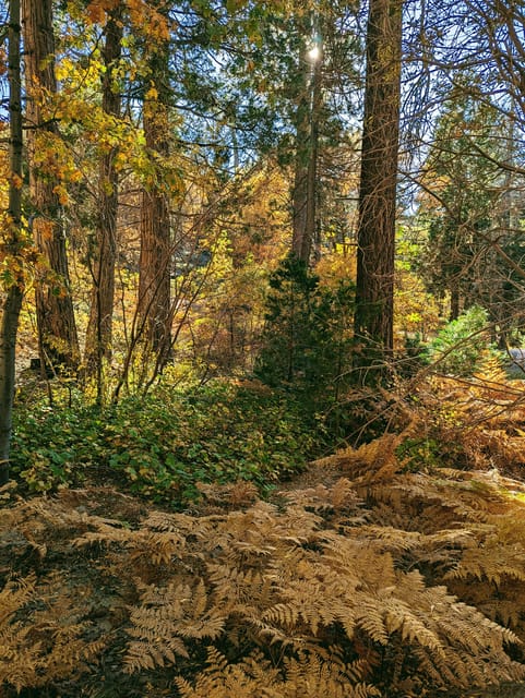 Big Bear: Family-Friendly Nature Walk W Hot Chocolate - Engaging With Nature Through Storytelling