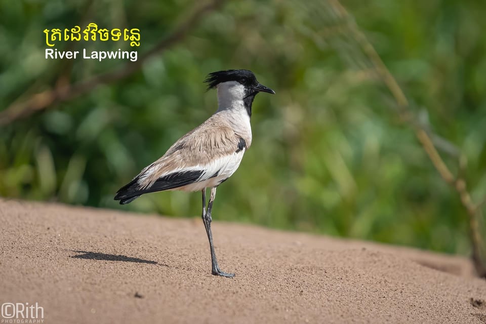 Bird Watching at Prek Toal Tonlé Sap Lake Biosphere Reserve - How to Book Your Tour