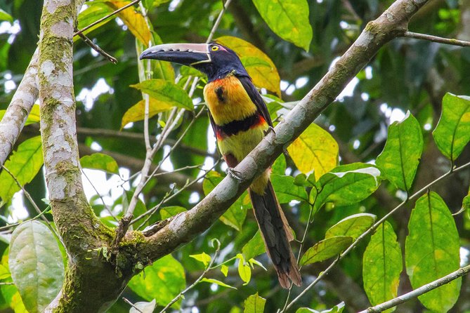 Bird Watching Near the Arenal Volcano - Booking Information