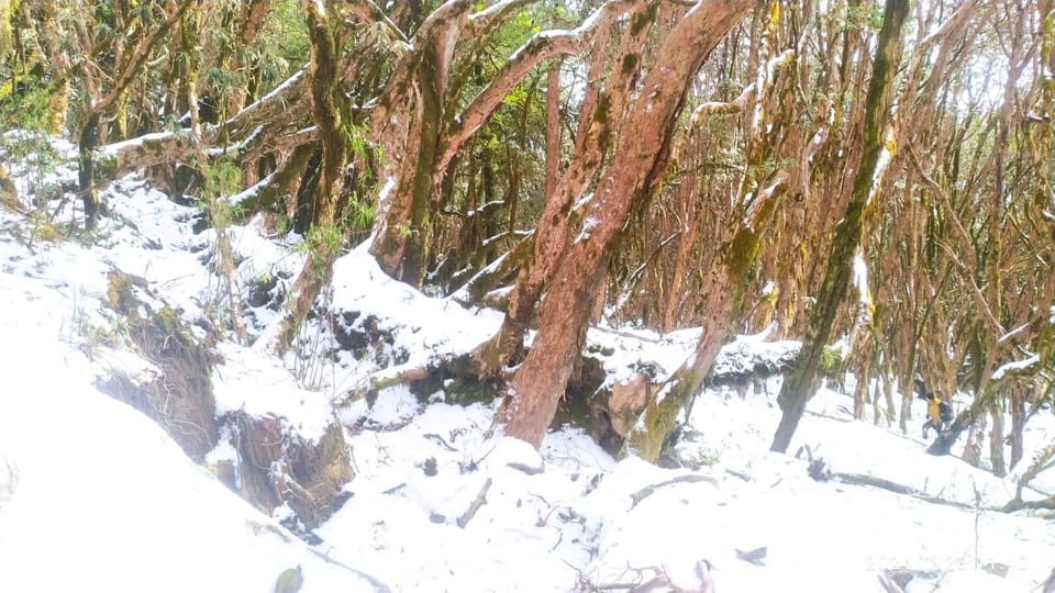 Birds and Peaks: a Journey Through Mardi Himal Basecamp Trek - Local Culture and Wildlife