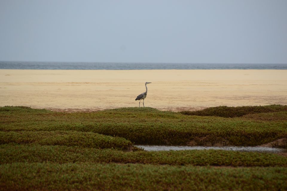 Boa Vista: Bird Watch Expedition in Natural Environment - Essential Information