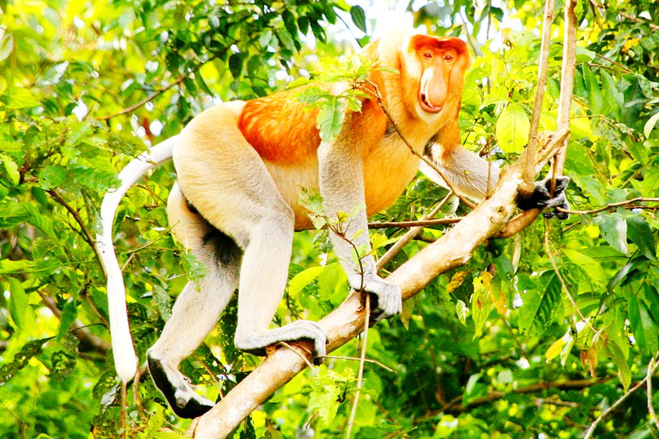 Bongawan Wetland: Proboscis Monkey and Fireflies Shared Tour - Frequently Asked Questions