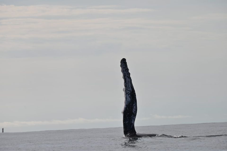 Buenaventura: Whale Watching Trip With Overnight Stay - Booking Information