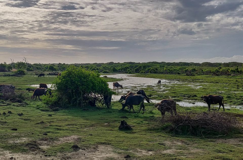 Bundala National Park: 3-Hour Morning or Evening Safari - Diverse Habitats