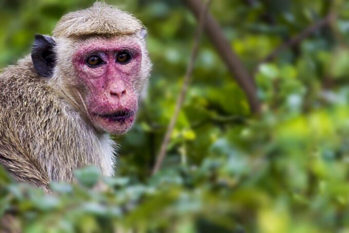 Bundala National Park Safari - Birding Paradise Tour - Park Highlights