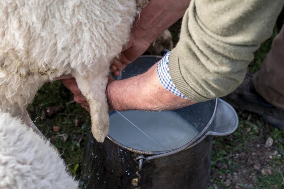 Cagliari: Traditional Cheese Making From Chia - Booking and Cancellation Policies