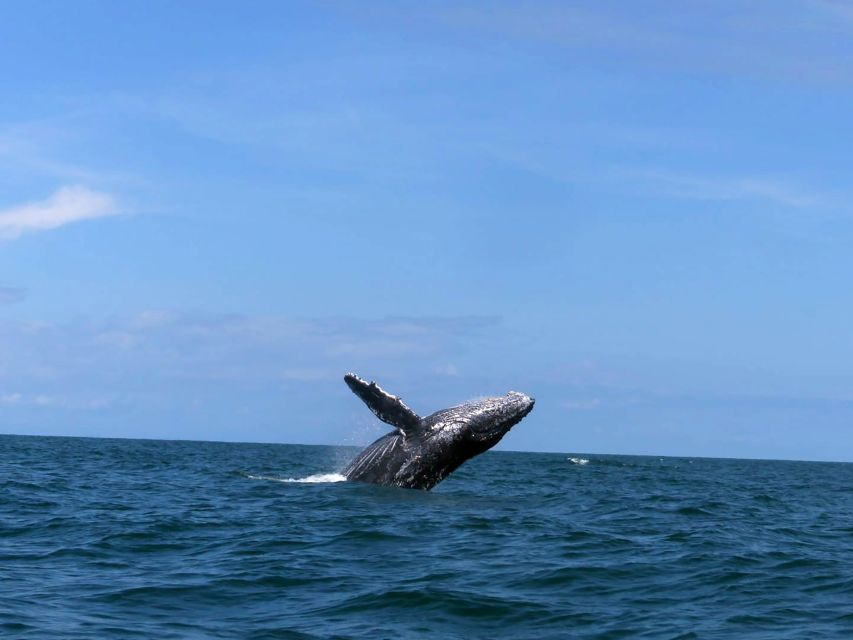 Cali: Whale Watching in the Colombian Pacific Coast - Other Nearby Activities