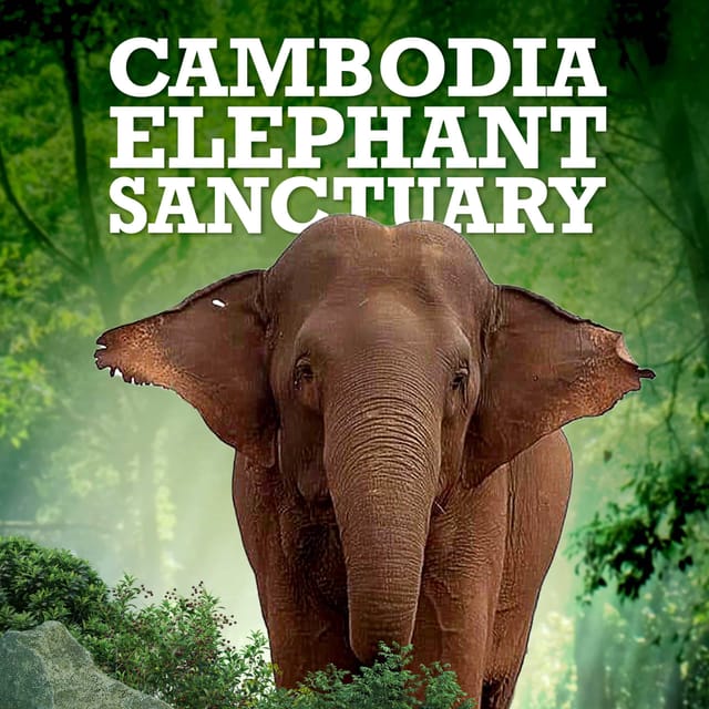 Cambodia Elephant Sanctuary and Banteay Srey Temple Tour - Booking and Cancellation Policy