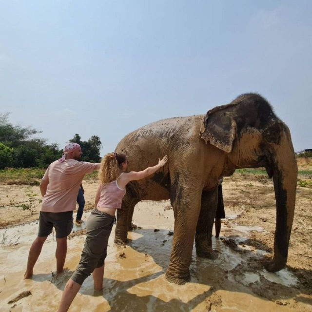 Cambodia Elephant Sanctuary and Banteay Srey Temple Tour - Customer Feedback and Reviews