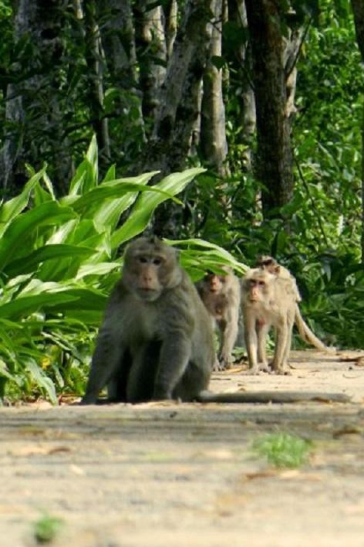 Can Gio Mangrove Forest and Monkey Island Full Day Tour - Local Cuisine Experience