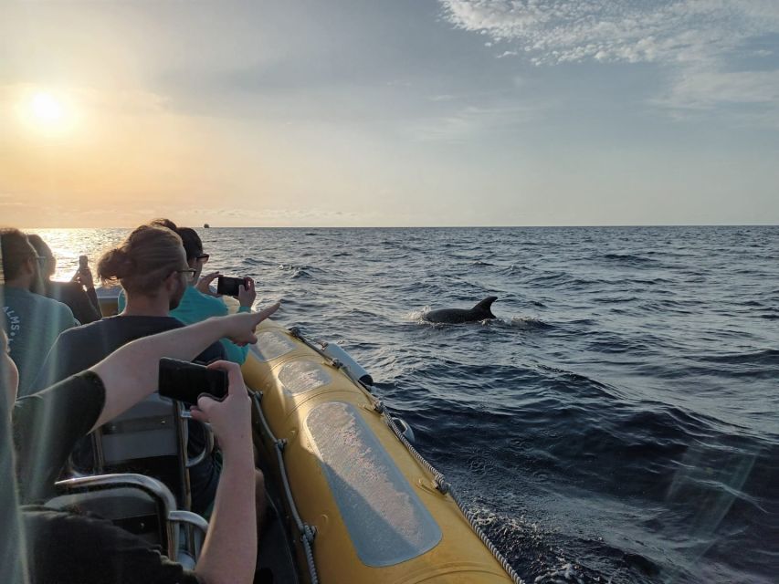 Can Picafort: Dolphin Watching Boat Tour With Swimming - Swimming and Snorkeling Opportunities