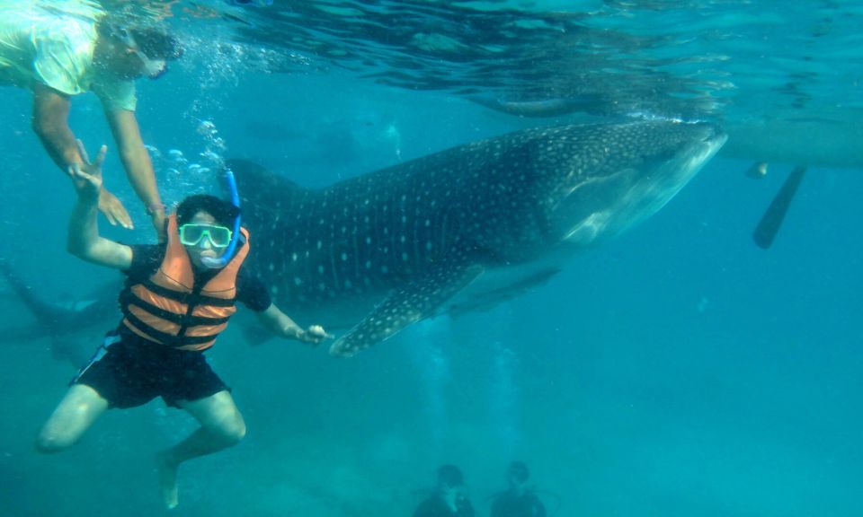 Cebu: Oslob Whale Sharks, Waterfall & Sardine Snorkeling - Customer Reviews