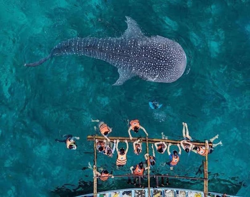 Cebu; Oslob Whaleshark Watching Day Tour - Guided Tour Safety