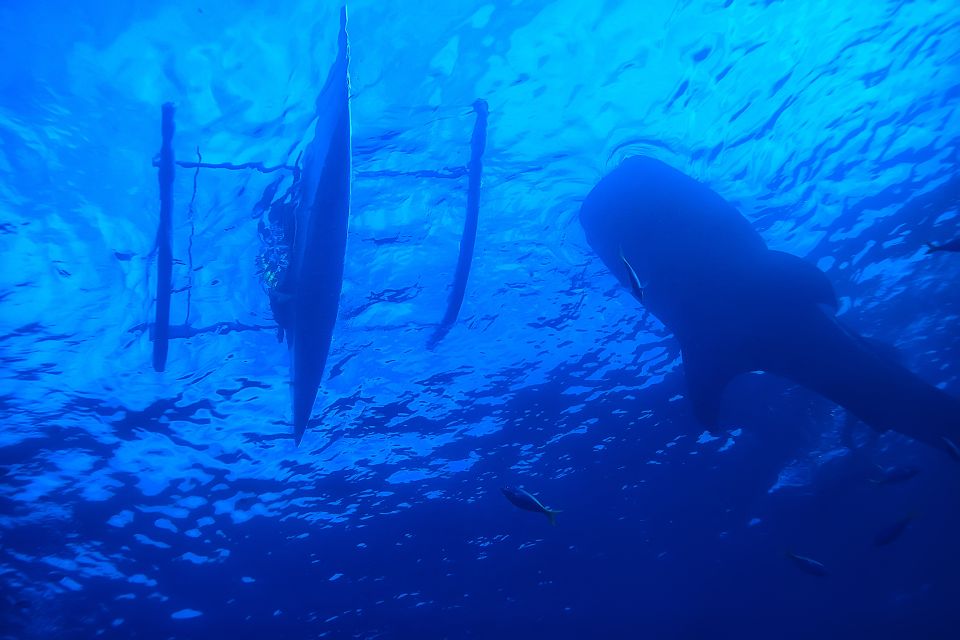 Cebu Whale Shark + Kawasan Canyooneering, Full Day W/ Lunch - Customer Reviews