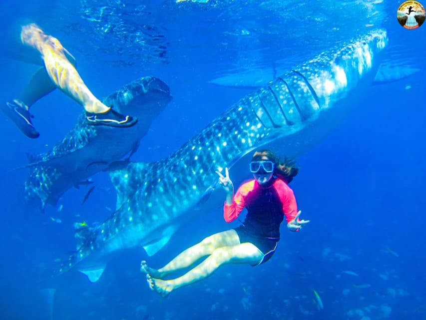 Cebu: Whale Shark Swimming & Kawasan Falls Canyoneering - Whale Shark Swimming in Oslob