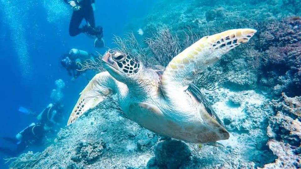 Cebu: Whaleshark, Sumilon Island & Sardines Run Snorkel - Responsible Interaction Guidelines