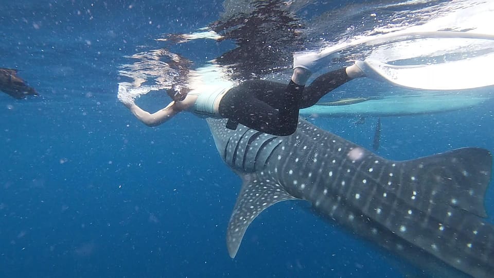 Cebu: Whaleshark Watching and Sardines Run Snorkeling Tour - Dive Into Moalboals Sardine Run