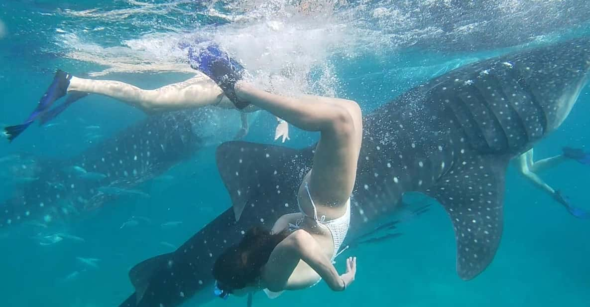 Cebu:WhaleShark Watching & Kawasan Canyoneering Private Tour - Customer Reviews